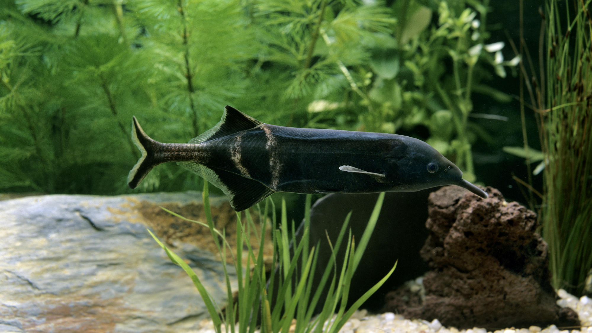 Boogie wonderland: new research shows elephant fish dance to see in 3D ...