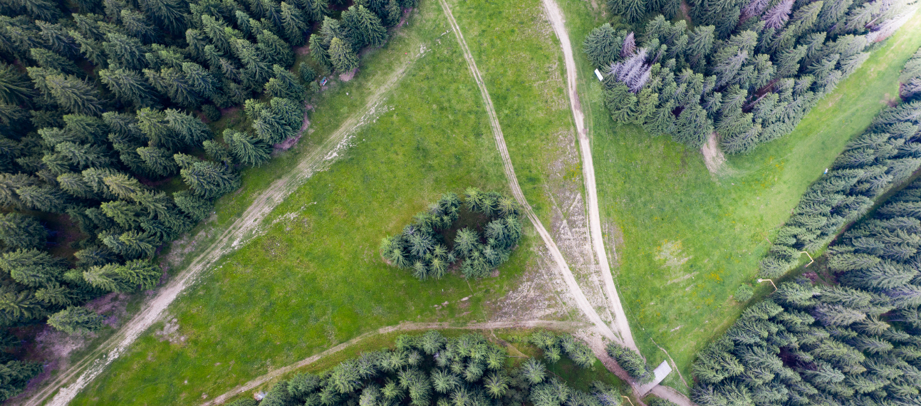 Extinct Forests The loneliest trees are at most risk of extinction | Department of Biology