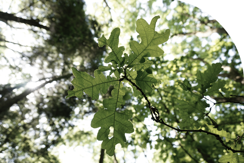 A shot of oak leaves looking up into the canopy