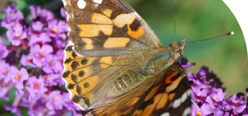 butterfly on buddleia