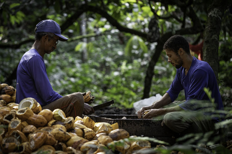 Two people sit amongst the forest harvesting cocoa in agroforests of Bahia, Brazil