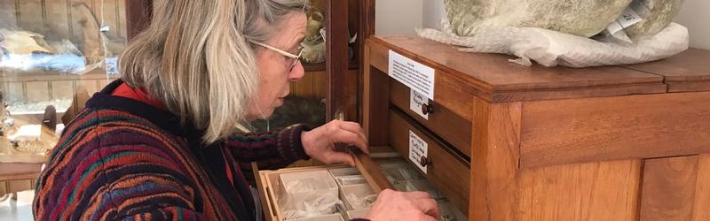 Caroline Pond investigates samples from her collection in a drawer