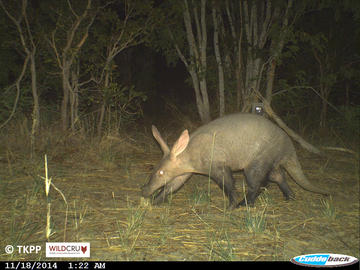 An aardvark walking is caught on a camera trap