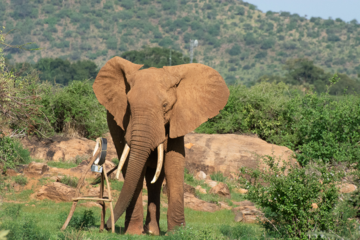 african elephant with gps tracker