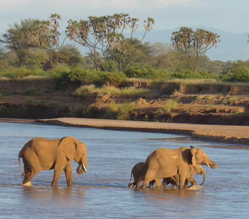 elephants crossing ewaso ewaso ngiro river samburu kenya
