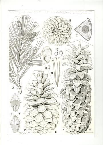 Rw pinus strobiformis Botanical illustration of Pinus strobiformis