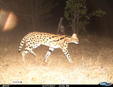 A serval walking is caught on a camera trap