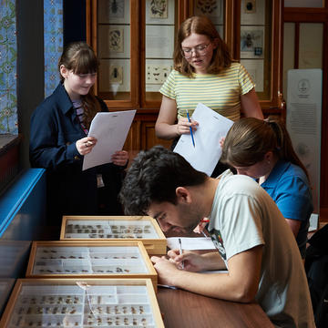 OUMNH insect drawing Students gather around boxes of pinned insects with worksheets